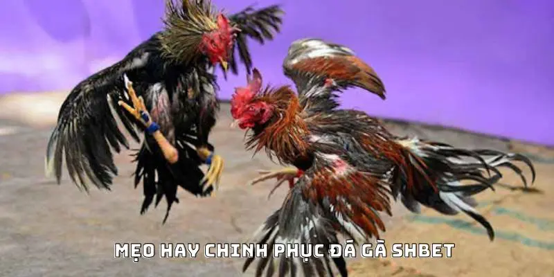 Mẹo hay chinh phục đá gà SHBET