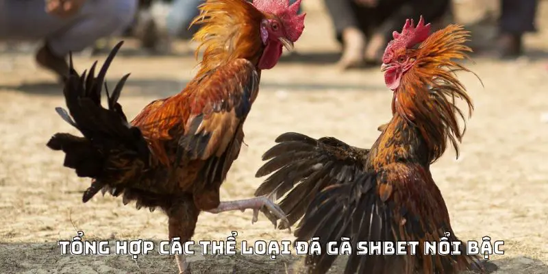 Tổng hợp các thể loại đá gà SHBET nổi bậc